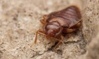 Bed Bug Control Downer image 1